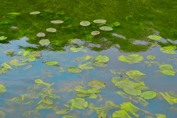 Green leaves of water lilies on the water surface. Natural plant background