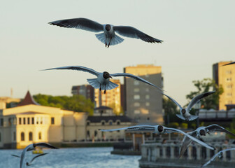 A flock of seagulls flies against the backdrop of the cityscape, close-up