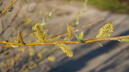 tree branches with young willow buds forest summer sunny spring summer background