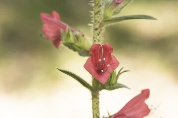 Echium rosulatum viper's bugloss spiky plant with beautiful dark pink or purple flowers on...
