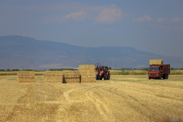 Obraz premium Wheat field harvest and straw bales loaded into the vehicle.