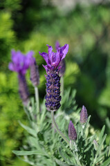 Close up on a Spanish lavender (Lavandula stoechas) growing in the garden © Petal Spirit