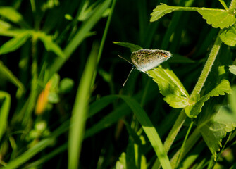 A butterfly sitting on a leaf