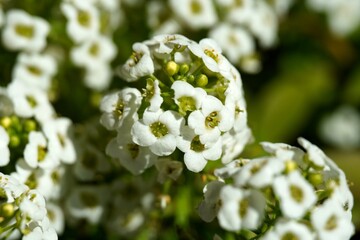 Sweet Alyssum inflorescence white flowers close up view macro closeup in summer garden