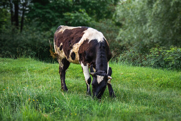 A black and white cow grazes on farmland with green grass. A black and white cow grazing on a green meadow on a sunny day.