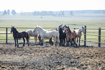 huge herd of horses in the field. Belarusian draft horse breed. symbol of freedom and independence