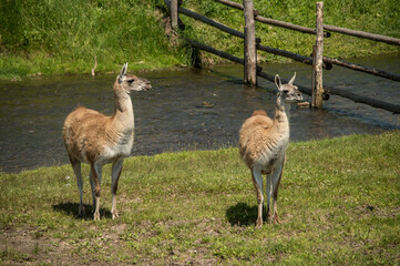 An animal grazing in a meadow