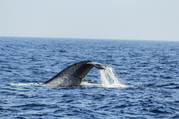 whale in the ocean