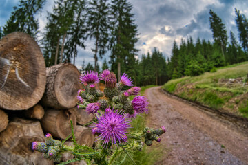 Hiking on the Rennsteig in the Thuringian Forest	