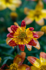 Flower with water drops after summer rain.