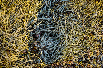 A close up of colourful seaweed