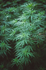 Wild marijuana plants in Nepal