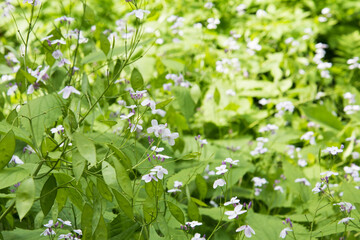 A plant with small fragrant flowers. Background, texture