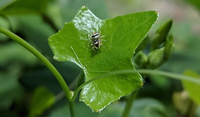 fly on leaf