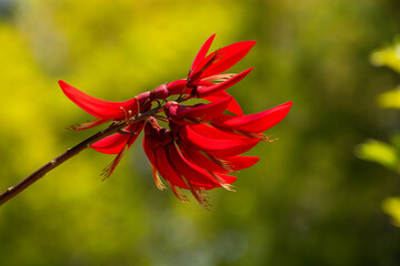 Indian coral tree flowering  in summer