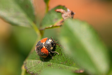 Macro of ladybugs on various surfaces