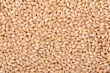 Pearl barley grains background. Barley seed close up.