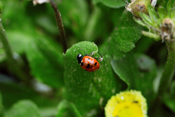 Macro of ladybugs on various surfaces