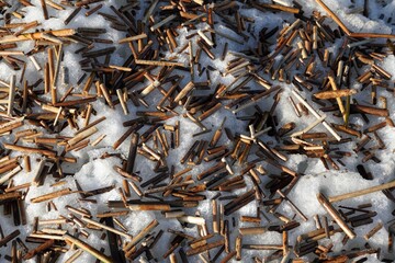 A pieces of reed plant sticks close up in snow ice shore beach at spring. Pattern. Dry short sticks...