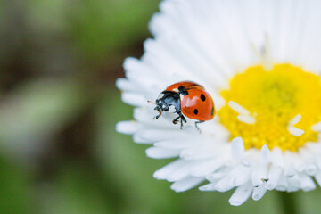 Macro of ladybugs on various surfaces