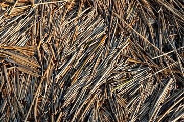 A pieces of reed plant sticks close up in snow ice shore beach at spring. Pattern. Dry short sticks close-up. Background from natural materials. Small pieces of dry tree branches. High quality photo