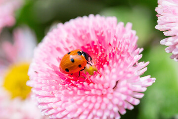 Macro of ladybugs on various surfaces