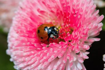 Macro of ladybugs on various surfaces