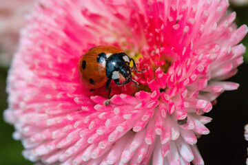 Macro of ladybugs on various surfaces