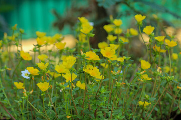 yellow flowers in spring