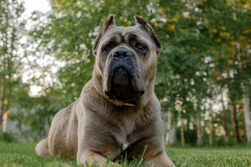 Portrait of an italian cane corso, color formentino. On the green lawn. Strong, powerful dog.