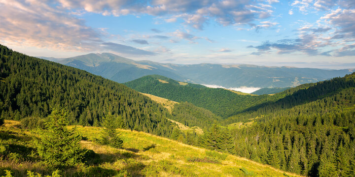 beautiful mountain landscape at sunrise. spruce trees on the steep hills. stunning summer scenery of carpathians with gorgeous cloudscape on the blue sky