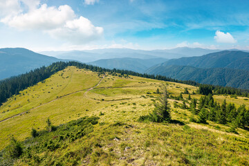 Fototapeta premium carpathian mountain landscape in summertime. beautiful countryside scenery with trees on the grassy alpine meadows. sunny morning with fluffy clouds on the sky