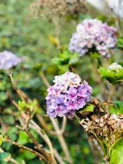 Obraz premium flowers in the garden