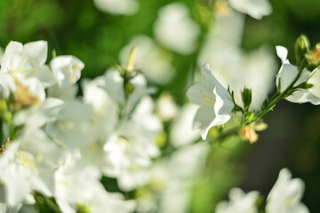 Garden flowers of different colors and sizes. Beautiful white peonies , buttercups, fragrant jasmine bushes