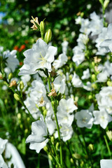 Garden flowers of different colors and sizes. Beautiful white peonies , buttercups, fragrant jasmine bushes