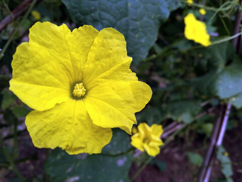 Flower of Jhinga (Ridge Gourd) also known as Chinese okra