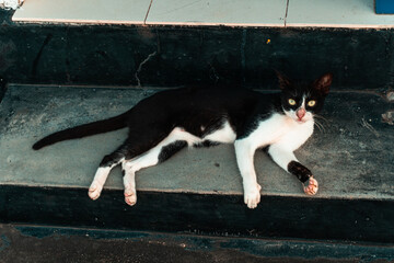 Czarno biały piękny kot na ulicy. - obrazy, fototapety, plakaty