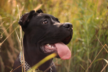 portrait of a dog cane corso