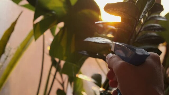 Hand watering houseplants using spray bottle. Indoor plants care, home gardening concept.