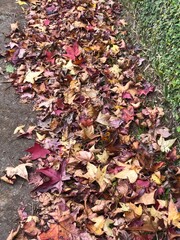 autumn leaves background