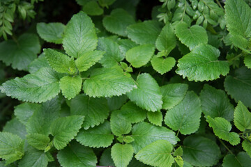 Fototapeta na wymiar Green leaves, top view. Medicinal plant melissa. Bright juicy leaves