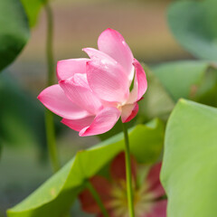 Beautiful pink lotus flower in the lake