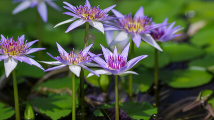 Nymphaea caerulea, blue lotus in natural background. Growing water plants in a pond