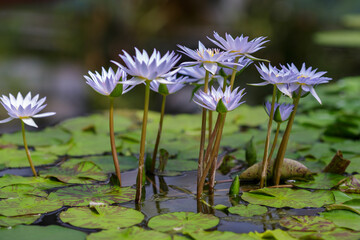 Nymphaea caerulea, blue lotus also known as Egyptian lotus. Blooming aquatic plants in the pond