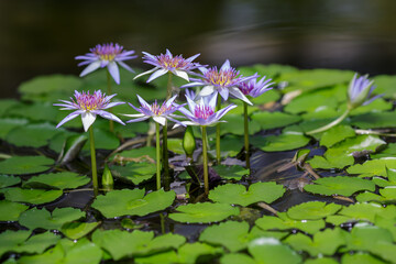 Nymphaea caerulea, blue lotus also known as Egyptian lotus. Blooming aquatic plants in the pond