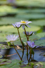 Nymphaea caerulea, blue lotus in natural background. Growing water plants in a pond