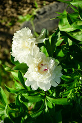 Garden flowers of different colors and sizes. Beautiful white and pink peonies, buttercups, fragrant jasmine bushes, yellow buds.