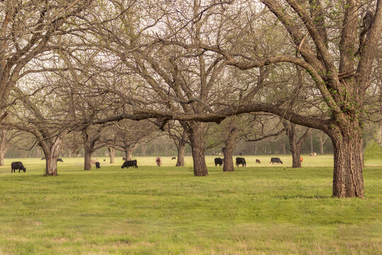cattle grazing in a field with pecan trees