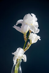 White iris flower on a dark blue background. Place for your text. Layout.