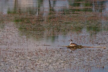 Great Crested Grebe on nest; Podiceps cristatus